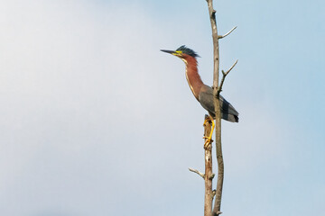 Green Heron up in a tree - 628309072