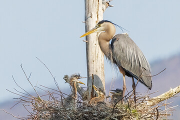 Blue Heron Mom with Babies - 628309264