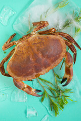 Crab boiled and branches of tarragon in ice on a turquoise background.Cooking crabs and seafood. Seafood species.Dietary protein source