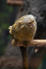 Small monkey Kosman sitting on a twig.