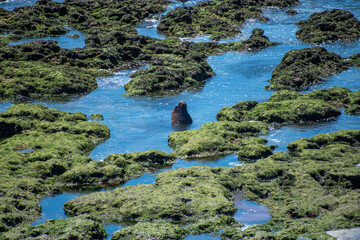 Lobo Marino . Chubut . Patagonia Argentina