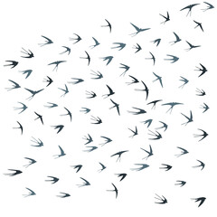 Flying martlet birds silhouettes vector illustration. Nomadic martlets bevy isolated on white.