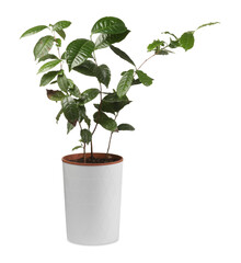 Fototapeta premium Potted houseplant with damaged leaves on white background