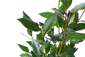 Branches with bay leaves isolated on white, closeup