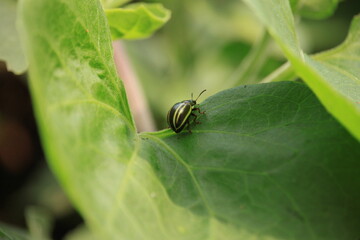 green bug 