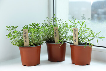 Different fresh potted herbs on windowsill indoors