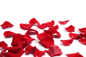Beautiful red rose petals on white background