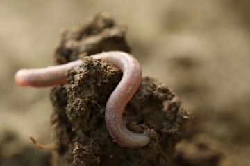 Fototapeta premium One worm in wet soil, closeup. Terrestrial invertebrates