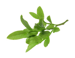 Obraz premium Bilberry branch with fresh green leaves isolated on white