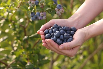 Woman holding heap of wild blueberries outdoors, closeup and space for text. Seasonal berries - Powered by Adobe