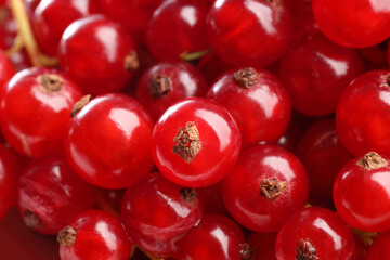 Many tasty fresh red currants as background, closeup