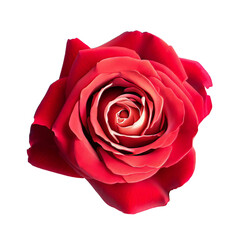 Beautiful red hybrid tea rose flower blooming isolated on a white or transparent background. Rose flower is symbol of love, desire, romance, and gifts for anniversaries or Valentine's Day.