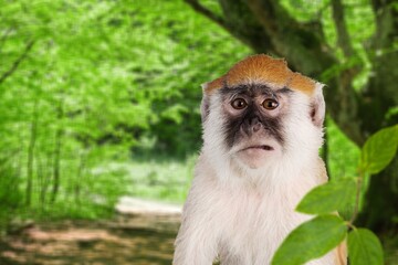 Adult cute smart wild monkey on nature background