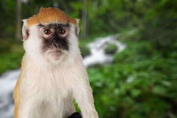 Obraz premium Adult cute smart wild monkey on nature background