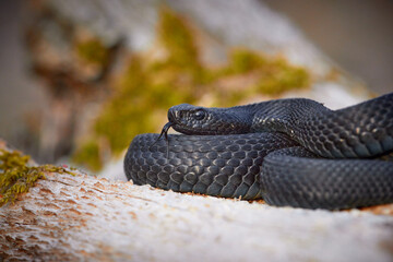 Vipera berus nikolskii - forest-steppe adder in natural habitat