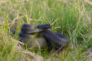 Vipera berus nikolskii - forest-steppe adder in natural habitat