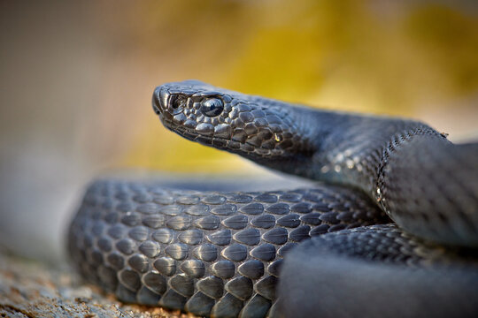 Vipera berus nikolskii - forest-steppe adder in natural habitat
