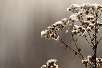 Snow over grassy field 