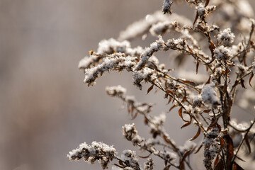 Snow over grassy field 