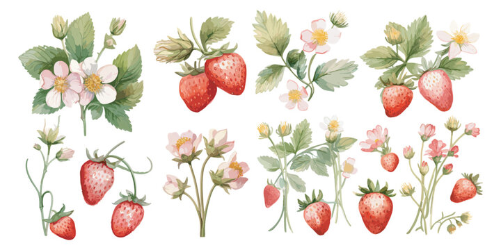 Watercolor Strawberry clipart for graphic resources