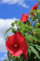 梅雨明けの植物園（Botanical Garden after the rainy season）