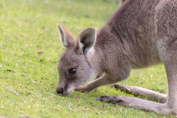 kangaroo in the grass