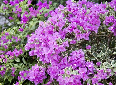 a photography of a bush of purple flowers with green leaves, purple flowers are growing in a bush with green leaves.