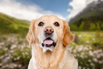 Foto auf Acrylglas portrait of happy young dog puppy in park © BillionPhotos.com