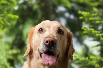 Fototapeten portrait of happy young dog puppy in park © BillionPhotos.com