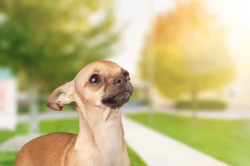 Foto auf Acrylglas Französische Bulldogge portrait of happy young dog puppy in park