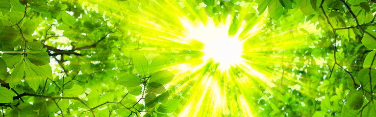 sunshine leaves