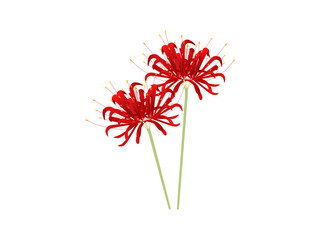 秋の真っ赤な花、彼岸花のイラスト