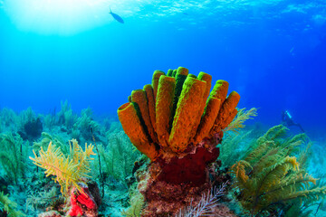 Yellow tube sponges in Turks and Caicos