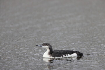 Black-throated Diver or Arctic Loon (Gavia arctica) in Japan