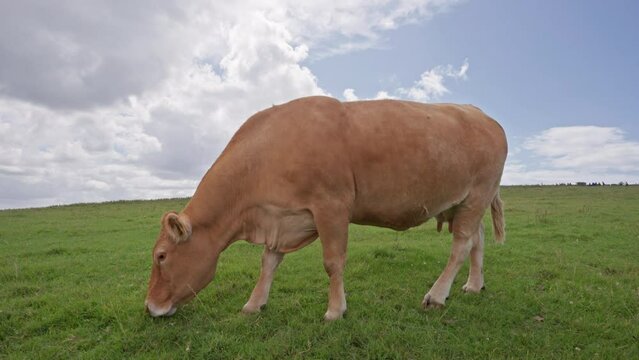 Stunning Shot of Cow Eating Grass in Field Near Cliffs of Moher in Ireland. Close Up