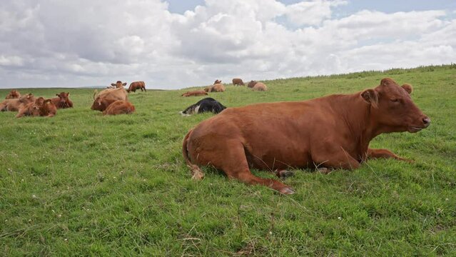 Cows Grazing in Field on Beautiful Day Near Cliffs of Moher in Ireland. Wide Shot