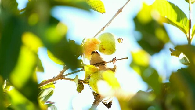 Upwards closeup view of red-faced mousebird munching on some guavas in treetop