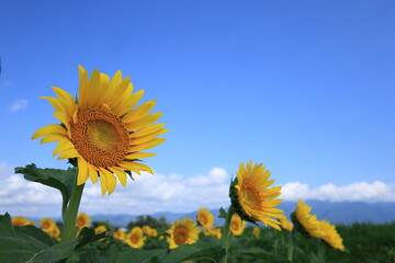 琵琶湖畔のひまわり畑（Sunflower field by Lake Biwa）