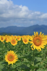 琵琶湖畔のひまわり畑（Sunflower field by Lake Biwa）
