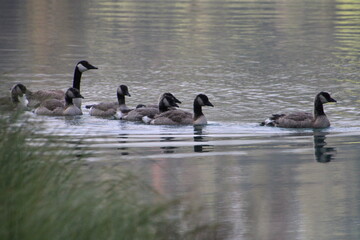 country goose family, Banff National Park, Alberta