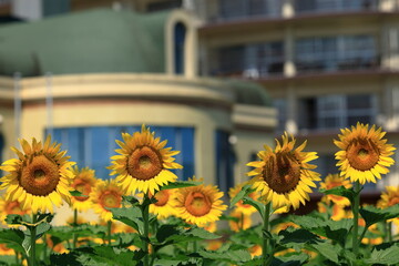 琵琶湖畔のひまわり畑（Sunflower field by Lake Biwa）