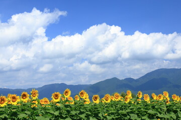 琵琶湖畔のひまわり畑（Sunflower field by Lake Biwa）