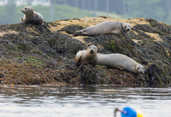 Harbor Seals, Phoca vitulina, hauling on a misty morning in Maine on the Sheepscot River