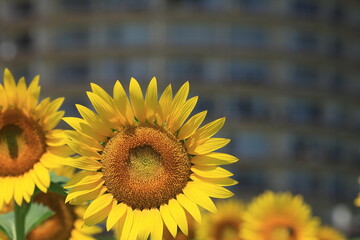 琵琶湖畔のひまわり畑（Sunflower field by Lake Biwa）