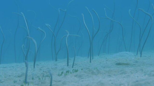 Black-finned moray eels emerge from underwater sandy bottom