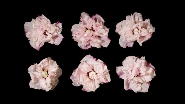 Time-lapse white pink flowers withering on black background. Time lapse blooming and withering flower texture. Soft color flower from full blossom to withered. Life and death, youth and aging concept