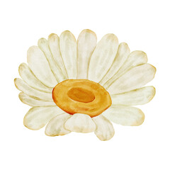 Watercolor Daisy Flower Element