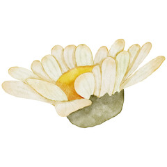 Watercolor Daisy Flower Element
