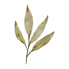 Obraz premium Watercolor Green Leaf Element