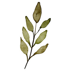 Watercolor Green Leaf Element